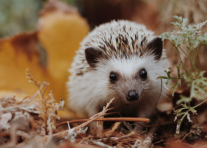 40 Animales que no reciben el reconocimiento que merecen, según este hilo informativo online