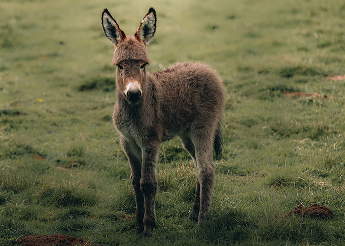 40 Animales que no reciben el reconocimiento que merecen, según este hilo informativo online