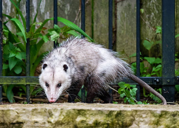 40 Animales que no reciben el reconocimiento que merecen, según este hilo informativo online