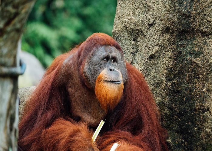 40 Animales que no reciben el reconocimiento que merecen, según este hilo informativo online