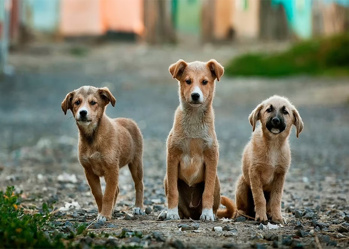 40 Animales que no reciben el reconocimiento que merecen, según este hilo informativo online