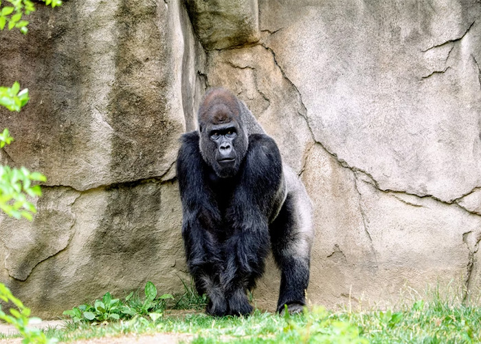 40 Animales que no reciben el reconocimiento que merecen, según este hilo informativo online