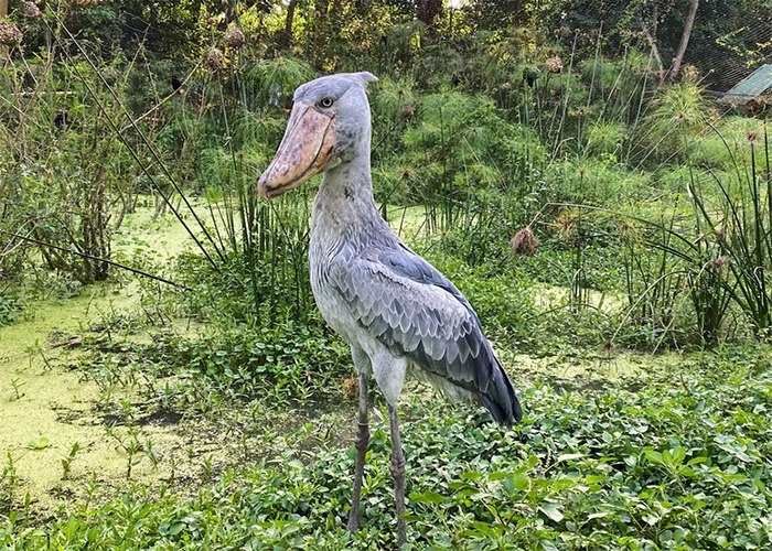 40 Animales que no reciben el reconocimiento que merecen, según este hilo informativo online