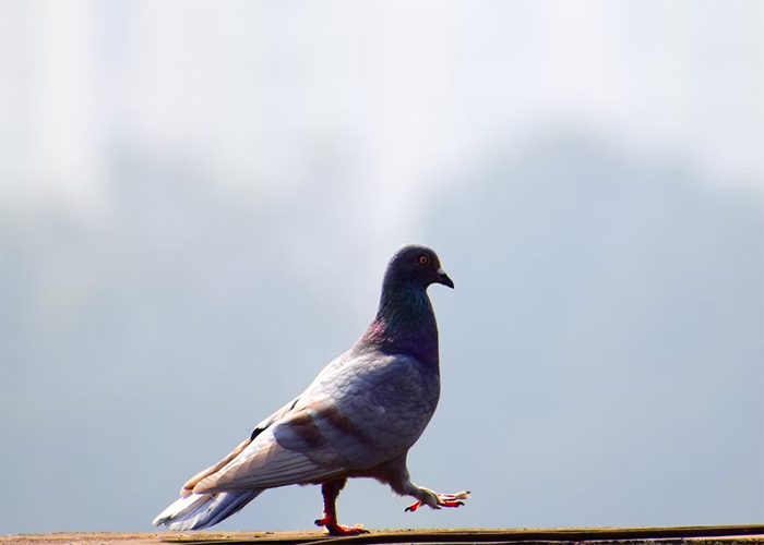40 Animales que no reciben el reconocimiento que merecen, según este hilo informativo online