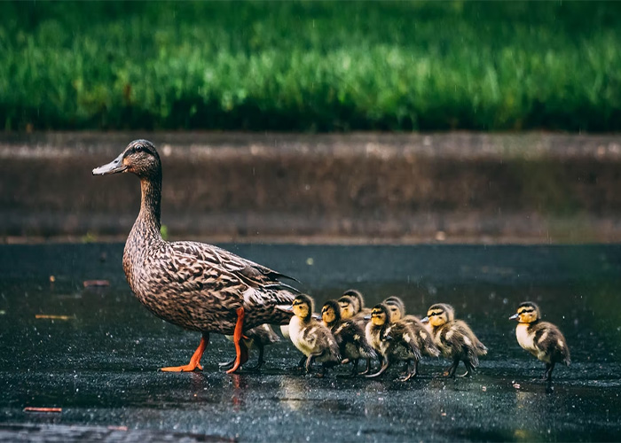 40 Animales que no reciben el reconocimiento que merecen, según este hilo informativo online