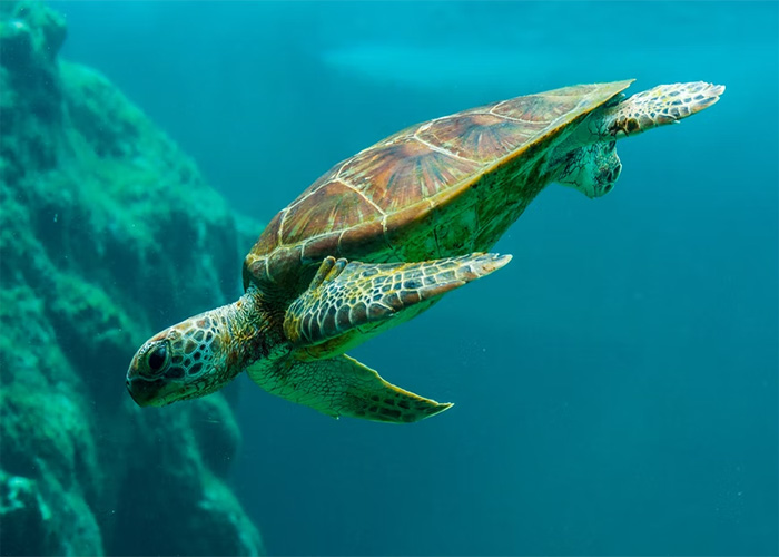 40 Animales que no reciben el reconocimiento que merecen, según este hilo informativo online
