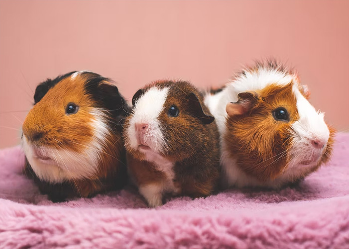 40 Animales que no reciben el reconocimiento que merecen, según este hilo informativo online