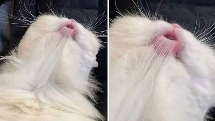 50 Times Cats Had Such ‘Powerful Auras’, Their Owners Just Had To Take A Pic