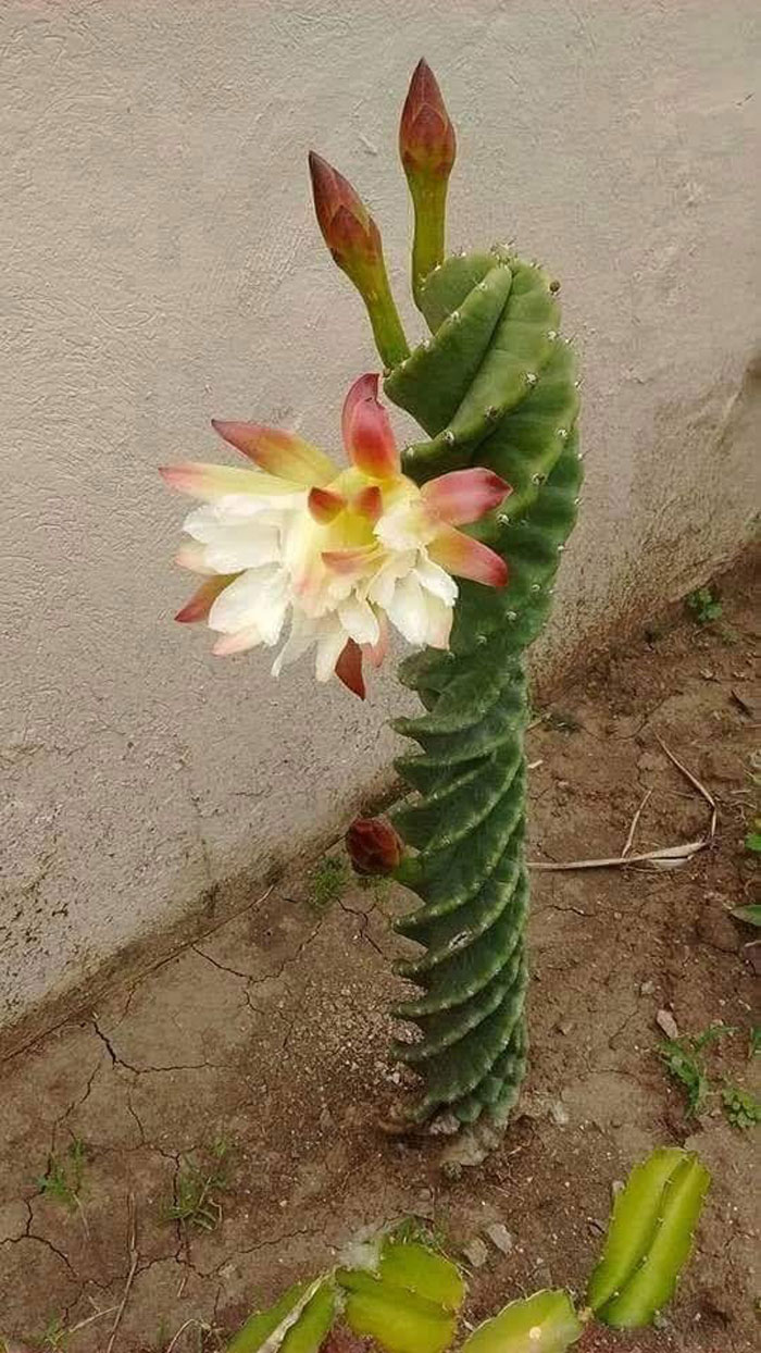40 Creative Gardening Examples People Shared On This Facebook Group With 1.1M Members
