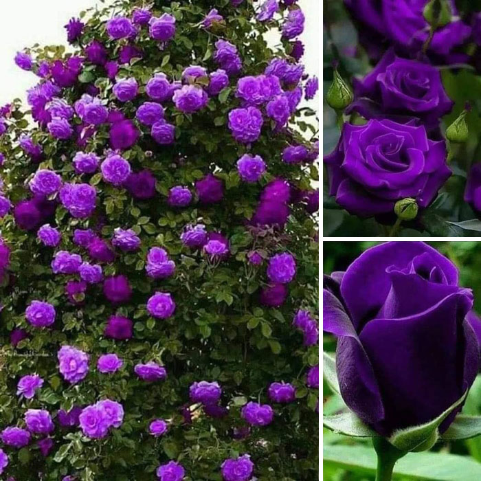 40 Creative Gardening Examples People Shared On This Facebook Group With 1.1M Members