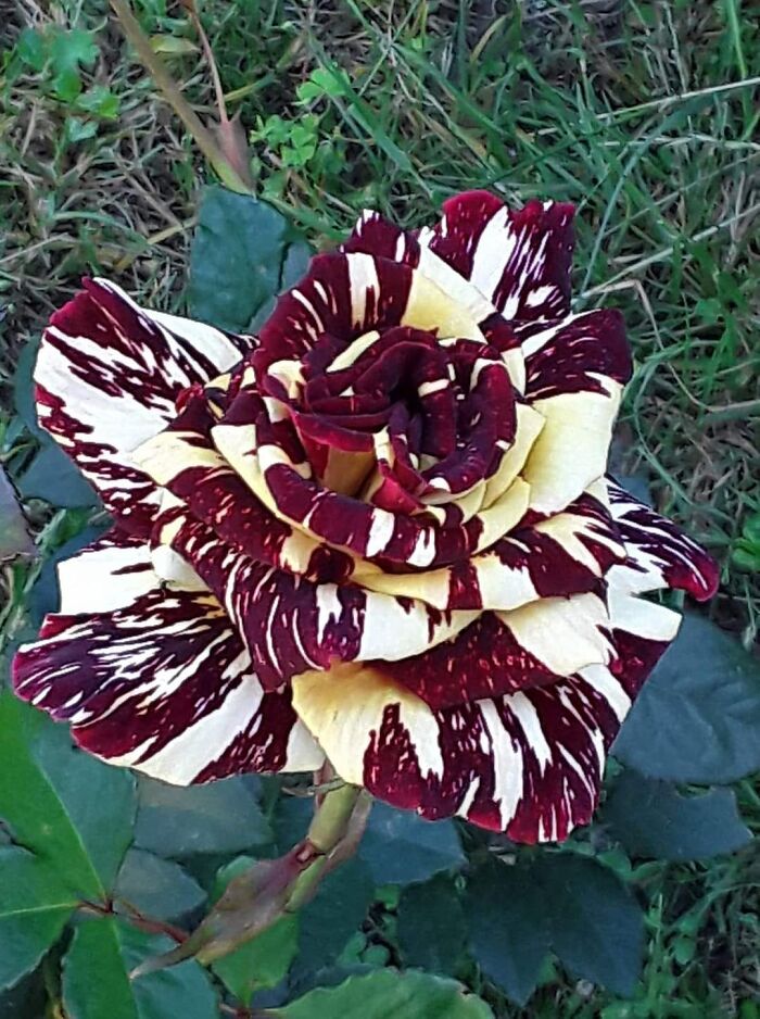 40 Creative Gardening Examples People Shared On This Facebook Group With 1.1M Members