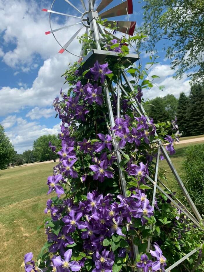 40 Creative Gardening Examples People Shared On This Facebook Group With 1.1M Members