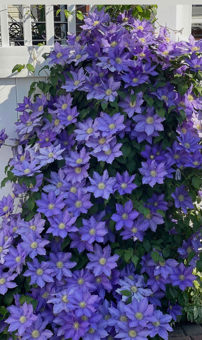 40 Creative Gardening Examples People Shared On This Facebook Group With 1.1M Members