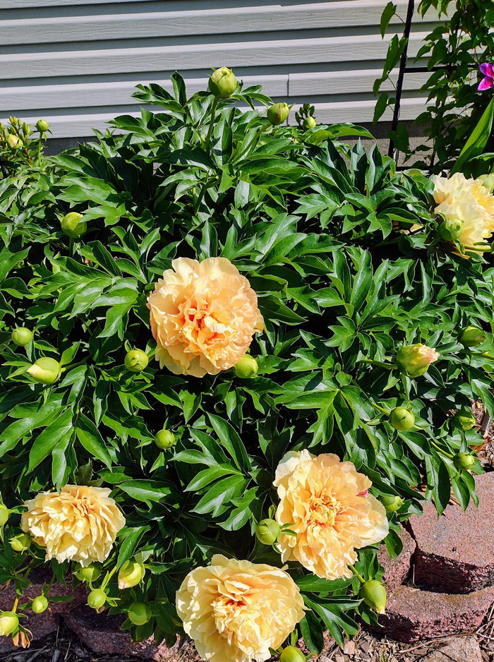 40 Creative Gardening Examples People Shared On This Facebook Group With 1.1M Members