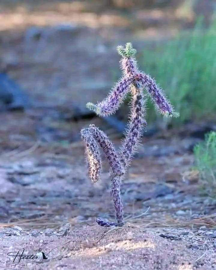 40 Creative Gardening Examples People Shared On This Facebook Group With 1.1M Members