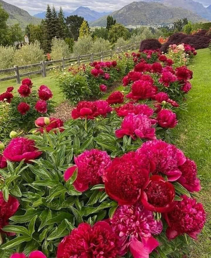 40 Creative Gardening Examples People Shared On This Facebook Group With 1.1M Members