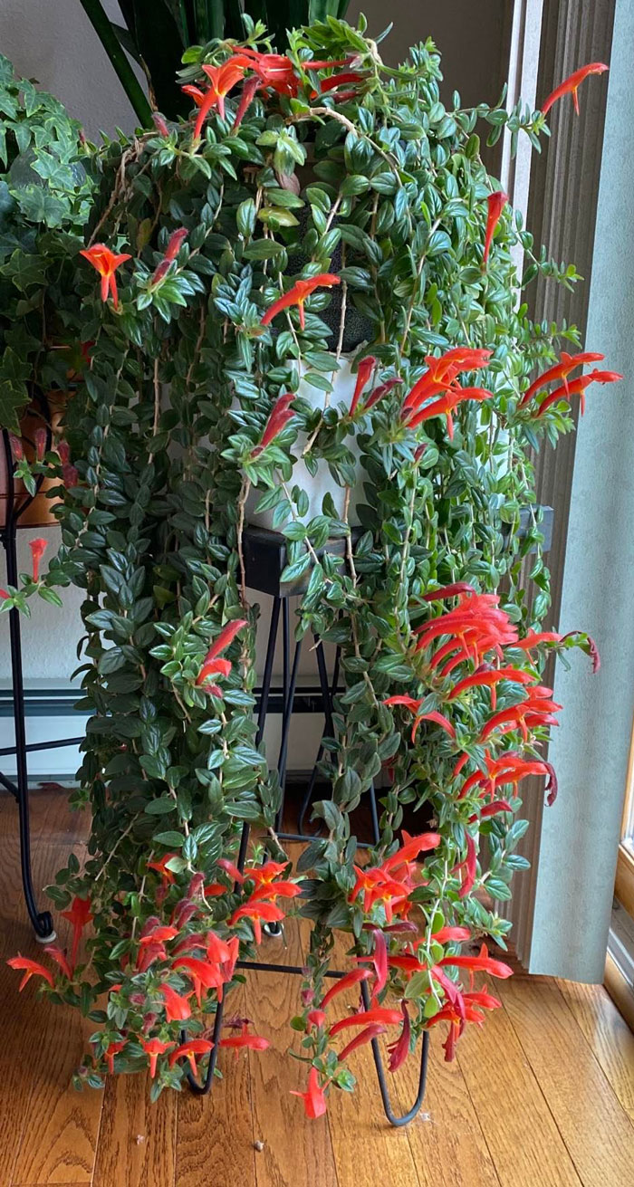 40 Creative Gardening Examples People Shared On This Facebook Group With 1.1M Members