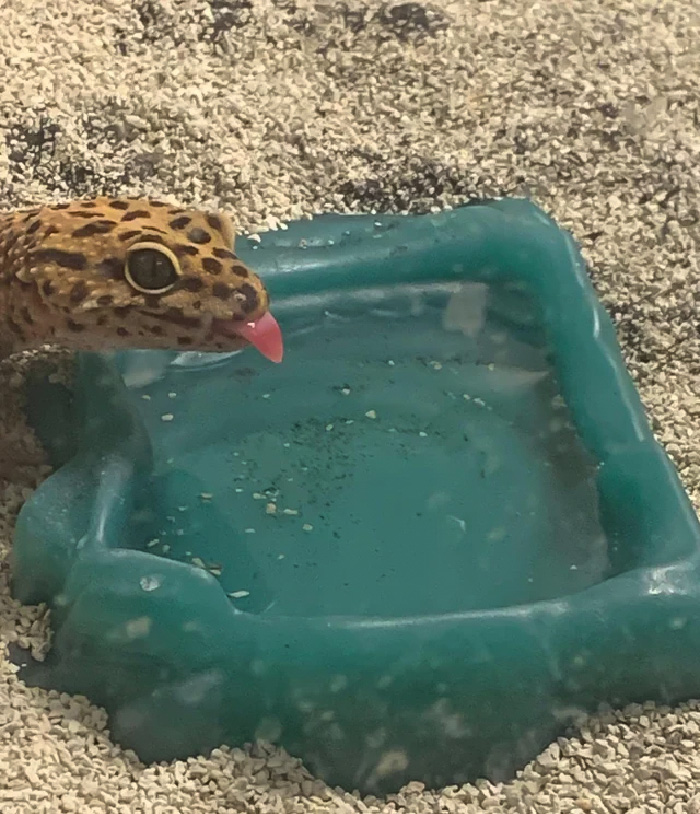 Sacando la lengua