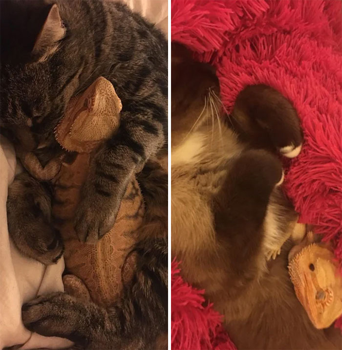 A este dragón barbudo le encanta acurrucarse con los gatos