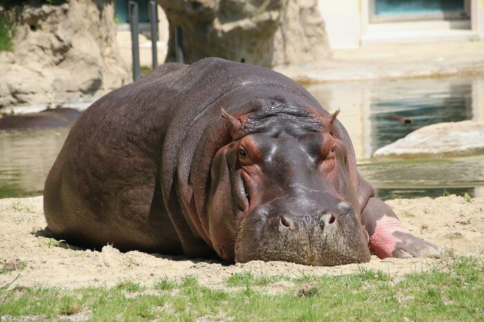 30 Datos interesantes y extraños sobre animales que no mucha gente conoce