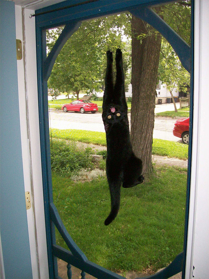 50 Times Cats Had Such ‘Powerful Auras’, Their Owners Just Had To Take A Pic