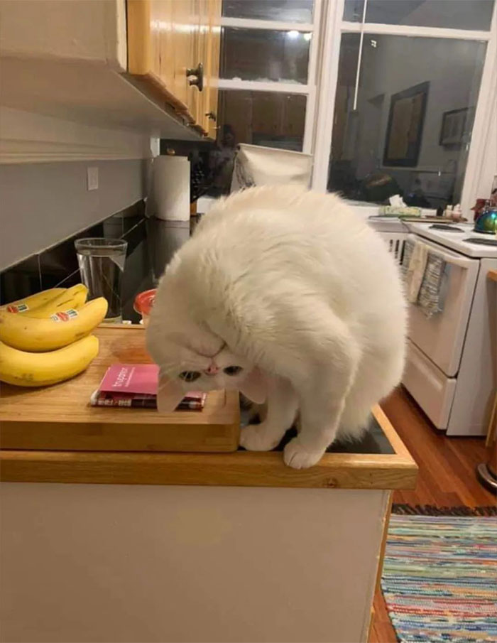 50 Times Cats Had Such ‘Powerful Auras’, Their Owners Just Had To Take A Pic