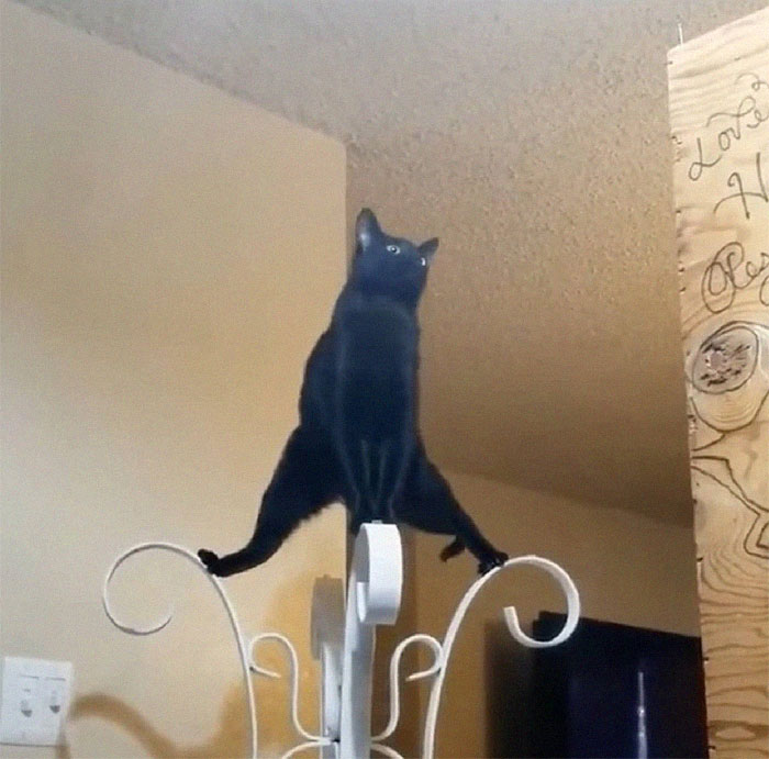 50 Times Cats Had Such ‘Powerful Auras’, Their Owners Just Had To Take A Pic