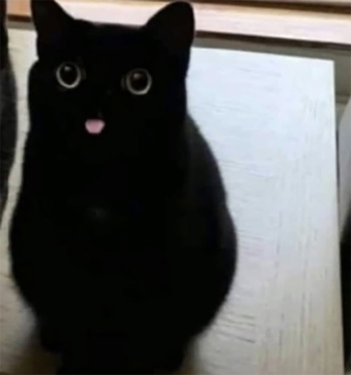 50 Times Cats Had Such ‘Powerful Auras’, Their Owners Just Had To Take A Pic