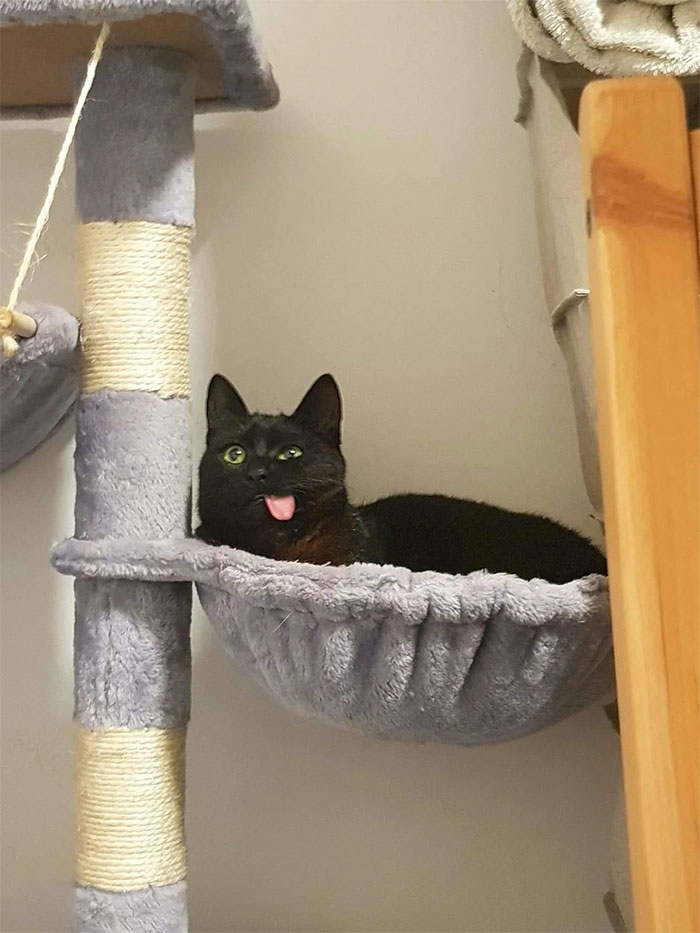 50 Times Cats Had Such ‘Powerful Auras’, Their Owners Just Had To Take A Pic