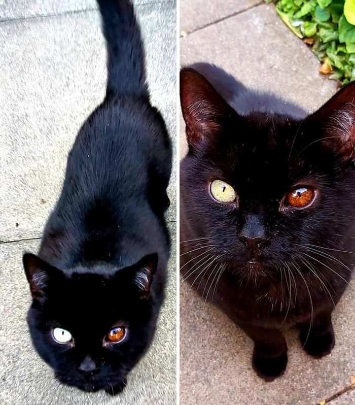 50 Times Cats Had Such ‘Powerful Auras’, Their Owners Just Had To Take A Pic