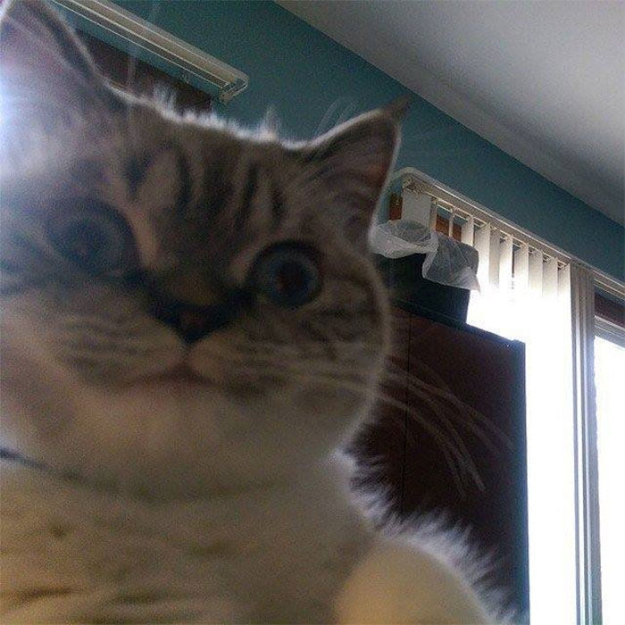 50 Times Cats Had Such ‘Powerful Auras’, Their Owners Just Had To Take A Pic