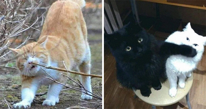 50 Gatos con «auras poderosas» retratados por sus dueños