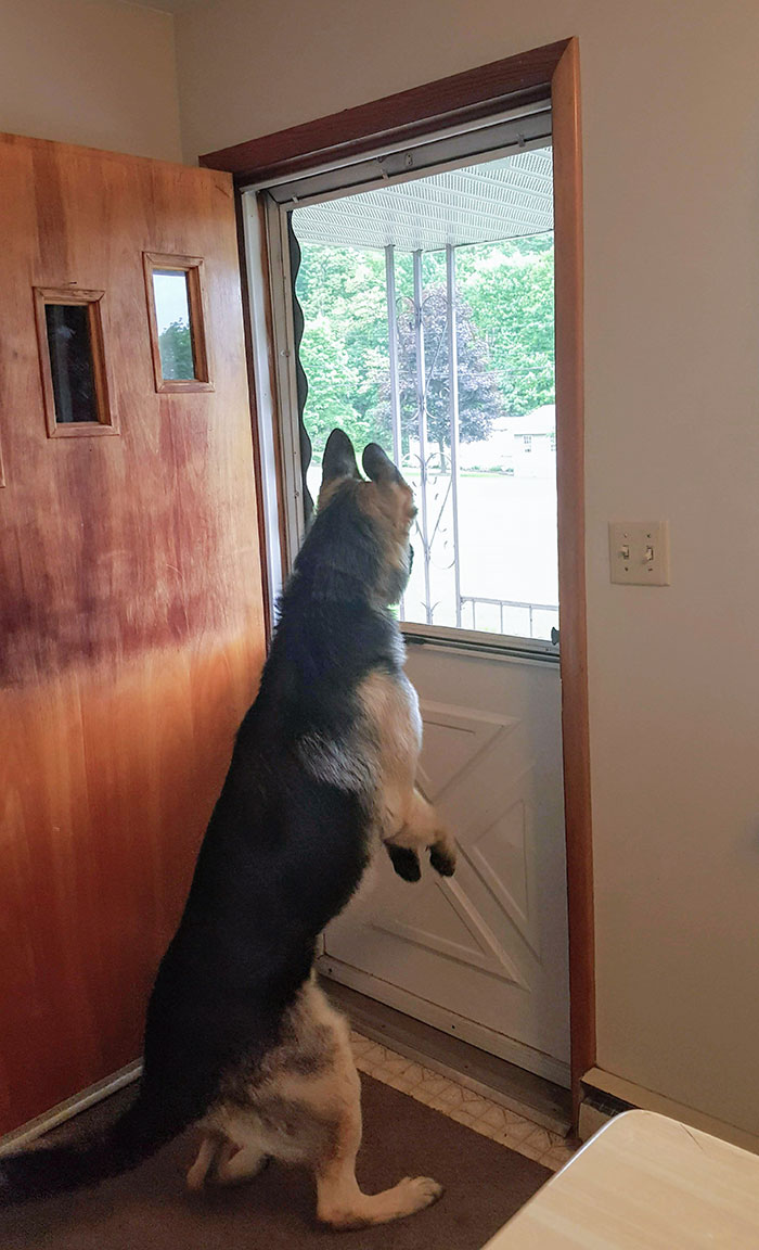 No se le permite poner sus patas en el mosquitero de la puerta, así que esto es lo que hace
