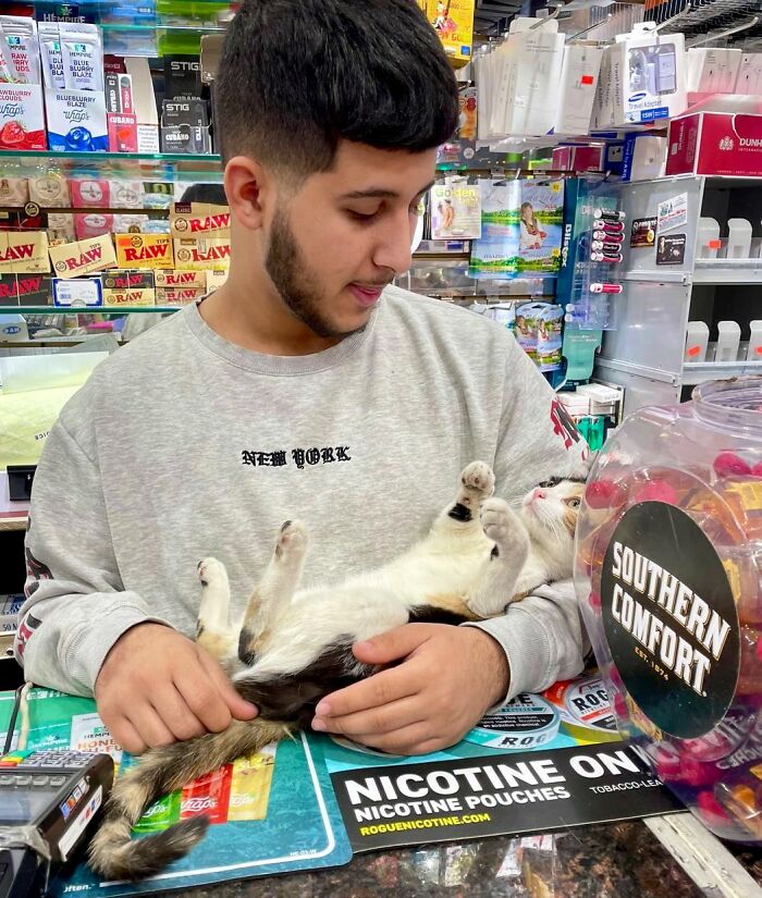 This Twitter Account Collects Photos Of Cats In Small Shops Looking Like They Own The Place (50 New Pics)