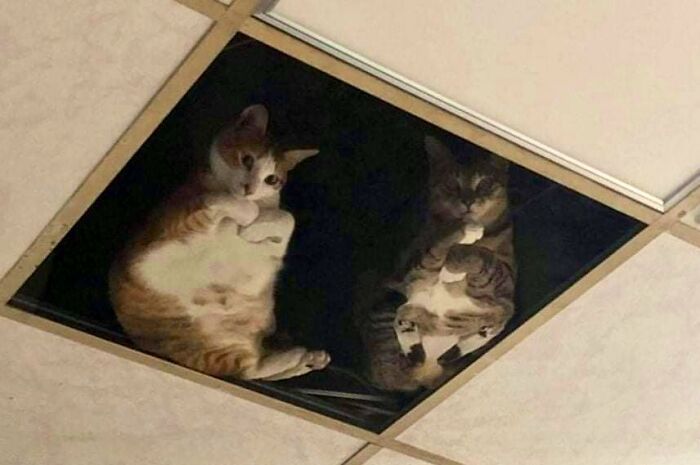 This Twitter Account Collects Photos Of Cats In Small Shops Looking Like They Own The Place (50 New Pics)