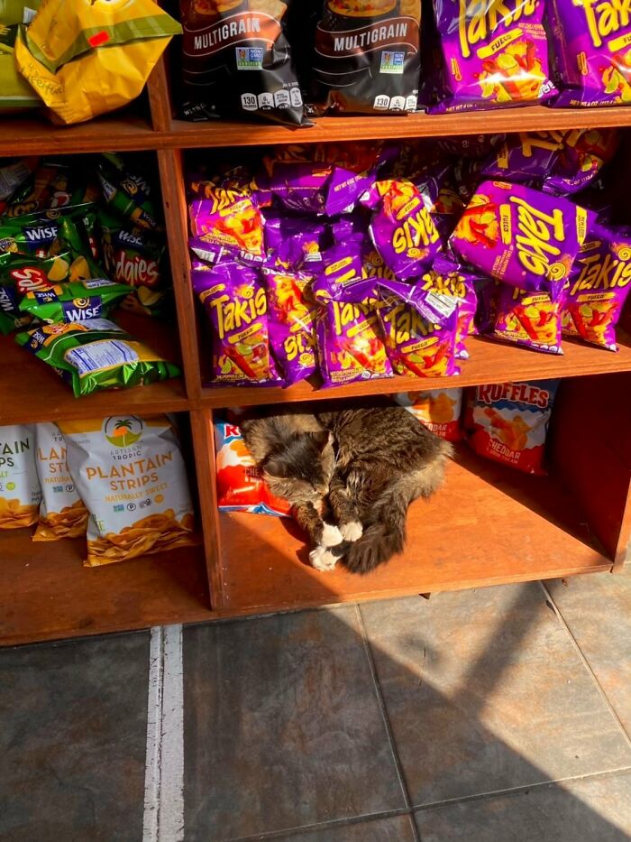 This Twitter Account Collects Photos Of Cats In Small Shops Looking Like They Own The Place (50 New Pics)