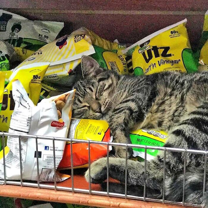 This Twitter Account Collects Photos Of Cats In Small Shops Looking Like They Own The Place (50 New Pics)