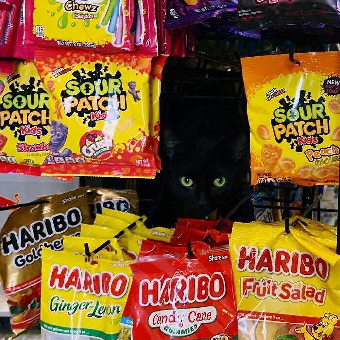 This Twitter Account Collects Photos Of Cats In Small Shops Looking Like They Own The Place (50 New Pics)