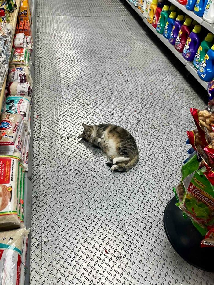 This Twitter Account Collects Photos Of Cats In Small Shops Looking Like They Own The Place (50 New Pics)