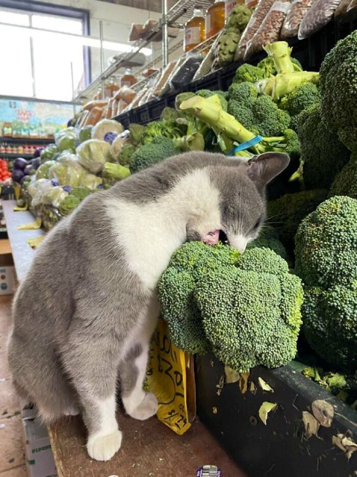 This Twitter Account Collects Photos Of Cats In Small Shops Looking Like They Own The Place (50 New Pics)