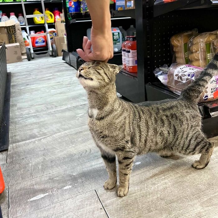 This Twitter Account Collects Photos Of Cats In Small Shops Looking Like They Own The Place (50 New Pics)