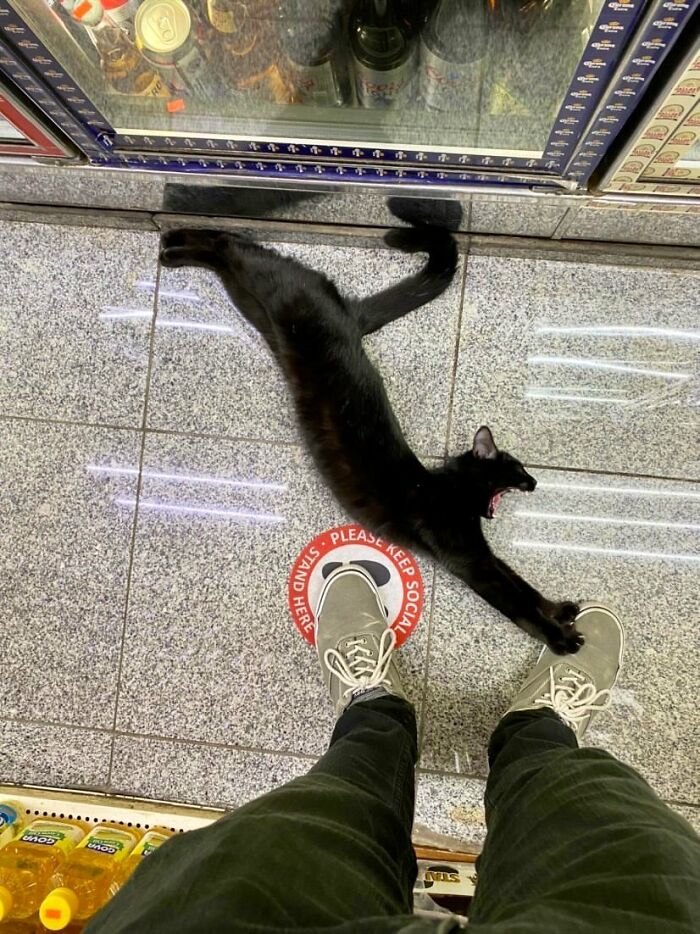 This Twitter Account Collects Photos Of Cats In Small Shops Looking Like They Own The Place (50 New Pics)