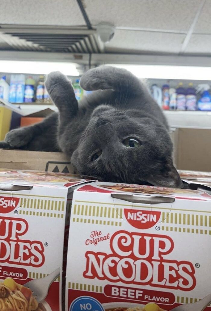 This Twitter Account Collects Photos Of Cats In Small Shops Looking Like They Own The Place (50 New Pics)
