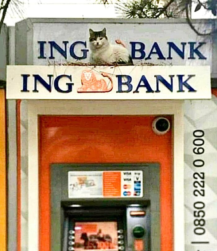 This Twitter Account Collects Photos Of Cats In Small Shops Looking Like They Own The Place (50 New Pics)