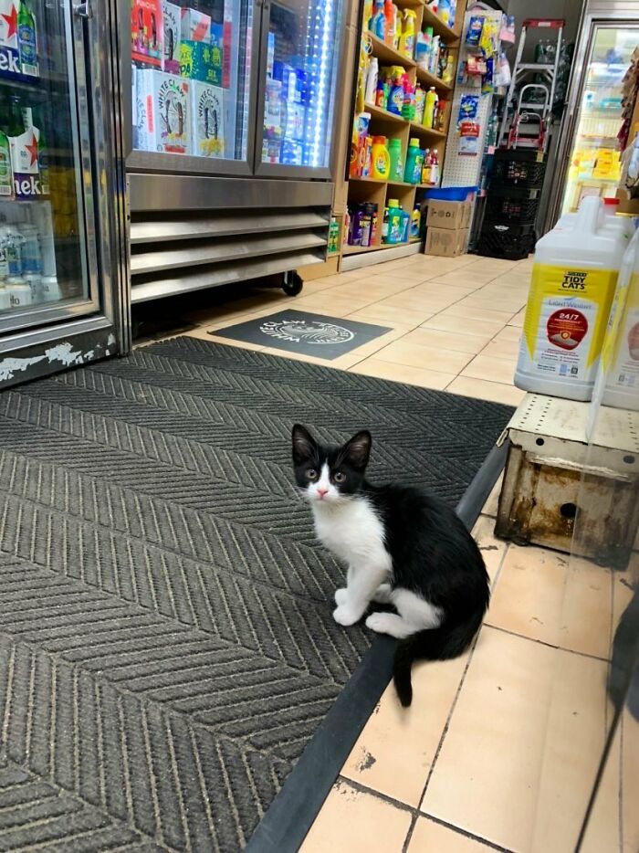This Twitter Account Collects Photos Of Cats In Small Shops Looking Like They Own The Place (50 New Pics)