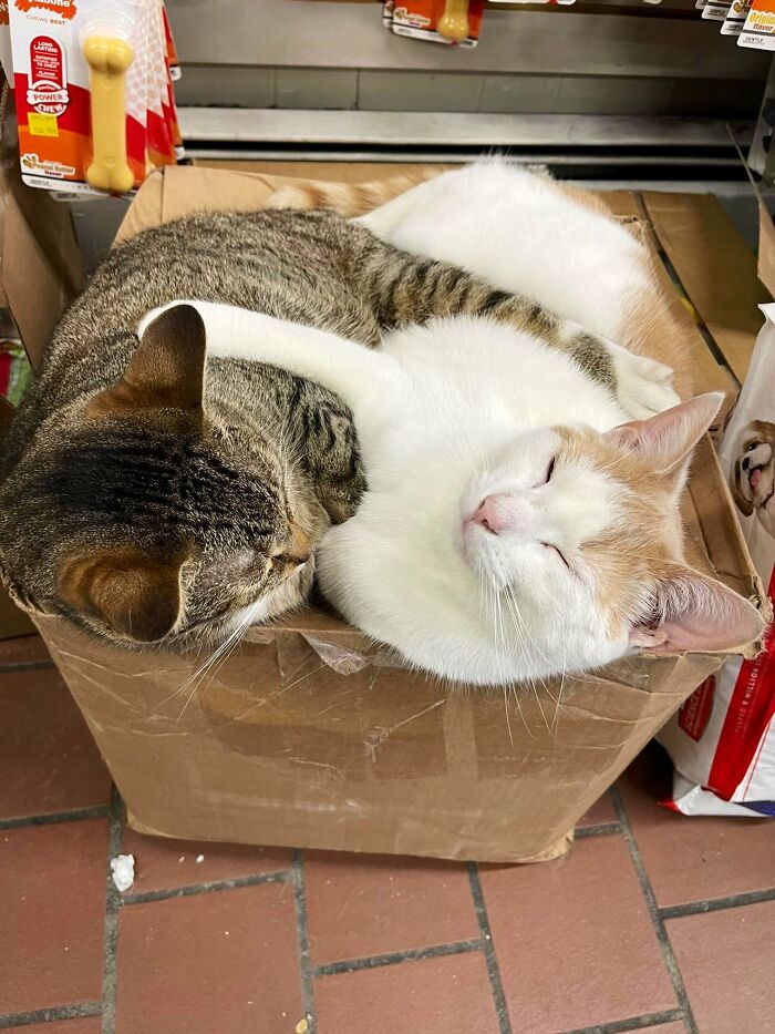 This Twitter Account Collects Photos Of Cats In Small Shops Looking Like They Own The Place (50 New Pics)