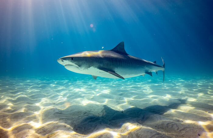 30 Datos interesantes y extraños sobre animales que no mucha gente conoce