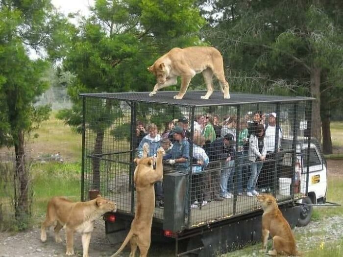 35 Funny “Images With A Lot Of Stuff Going On” That Get Weirder The Longer You Look At Them