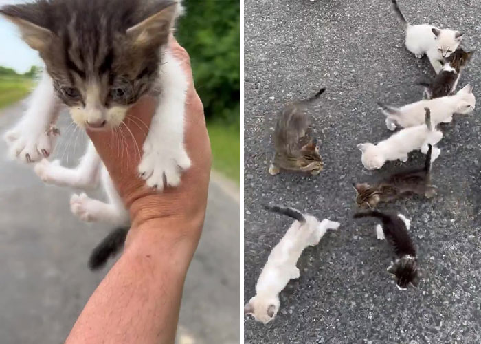 Este hombre fue “emboscado” por gatitos al detenerse para rescatar a uno de ellos