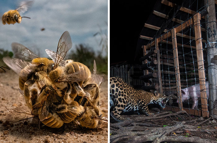 Premios de fotografía The Big Picture 2022: 20 imágenes ganadoras y finalistas que capturan la rica diversidad de la vida en la Tierra